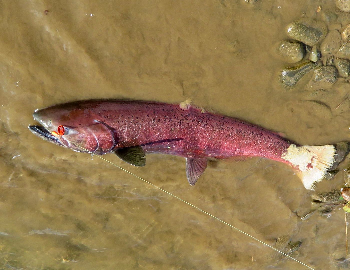 Aniak River, Alaska.....